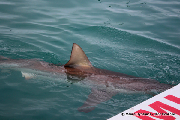 Bronze Whaler shark, Shark Cage diving, South Africa